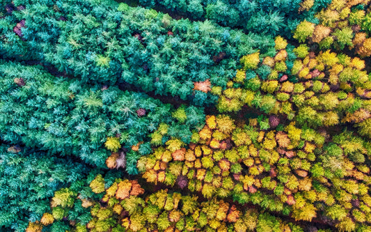 A forest showing the change of seasons from the green of summer to the brown of autumn